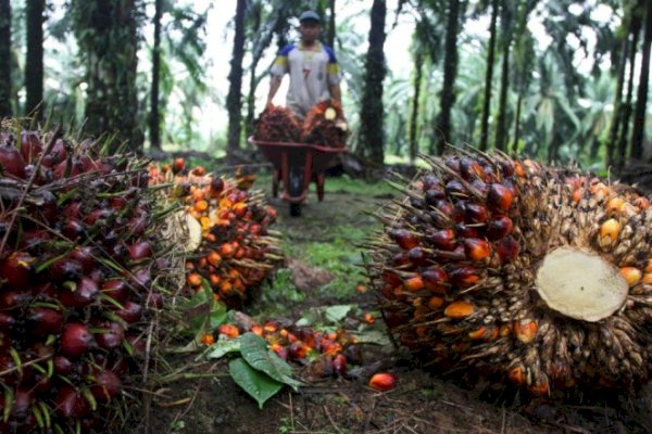 Kementan Cari Solusi Atasi Harga TBS agar Normal Kembali