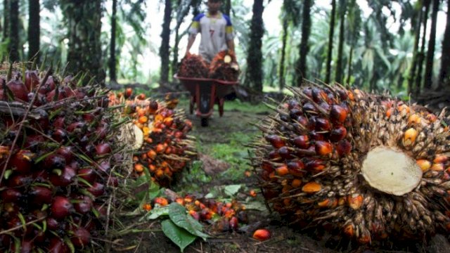 Kementan Cari Solusi Atasi Harga TBS agar Normal Kembali.