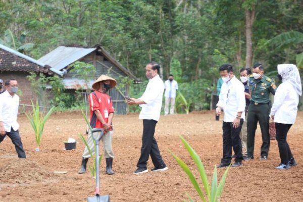 Tingkatkan Pendapatan Masyarakat, Presiden Jokowi Resmi Luncurkan Program Kelapa Genjah 1 Juta Batang