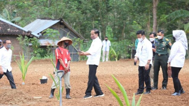 Tingkatkan Pendapatan Masyarakat, Presiden Jokowi Resmi Luncurkan Program Kelapa Genjah 1 Juta Batang