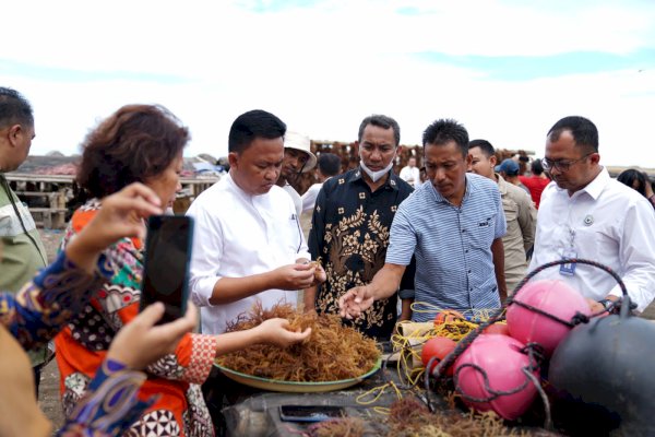 Bantaeng Punya Kebun Bibit Rumput Laut, Bakal Produksi Bibit Berkualitas