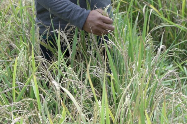 Berkat Mandiri Benih, Petani di Maros Bisa Panen Padi 8 Ton