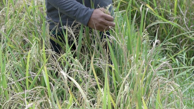 Berkat Mandiri Benih, Petani di Maros Bisa Panen Padi 8 Ton