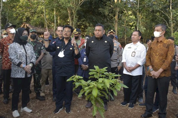 Kunjungi Sukoharjo, Mentan SYL Cek Persiapan Pengembangan Kelapa Genjah 1 Juta Batang