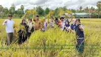 Bantuan Mandiri Benih Mulai Panen di Bone, Hasilnya Capai 10 Ton Per Hektar