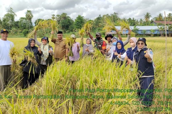 Bantuan Mandiri Benih Mulai Panen di Bone, Hasilnya Capai 10 Ton Per Hektar