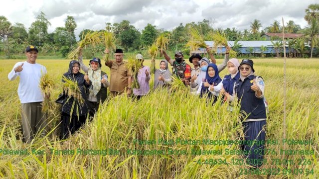 Bantuan Mandiri Benih Mulai Panen di Bone, Hasilnya Capai 10 Ton Per Hektar