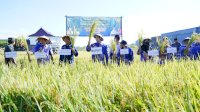 Bupati Yusran Panen Padi di Mangallekana: Bukti Keberhasilan Program SIMURP