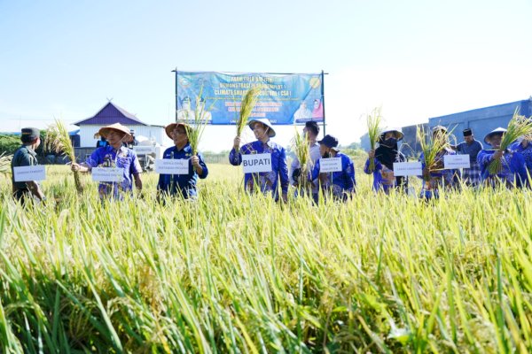 Bupati Yusran Panen Padi di Mangallekana: Bukti Keberhasilan Program SIMURP