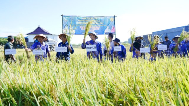 Bupati Yusran Panen Padi di Mangallekana.