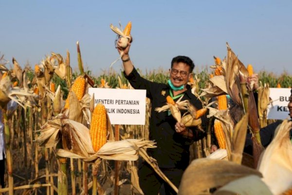 Pemerintah Bakal Buka 86 Ribu Hektare Lahan Jagung Baru di 4 Provinsi