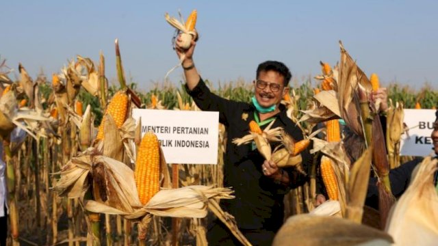 Pemerintah Bakal Buka 86 Ribu Hektare Lahan Jagung Baru di 4 Provinsi