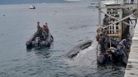 Paus Sperma Terdampar di Banyuwangi Diduga Sensor Navigasinya Rusak