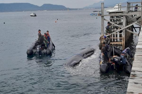 Paus Sperma Terdampar di Banyuwangi Diduga Sensor Navigasinya Rusak