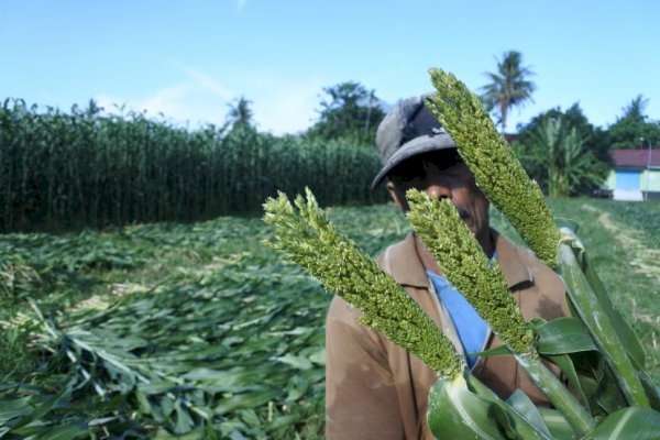 Sorgum Bisa Jadi Pengganti Impor Gandum untuk Industri Mi dan Roti