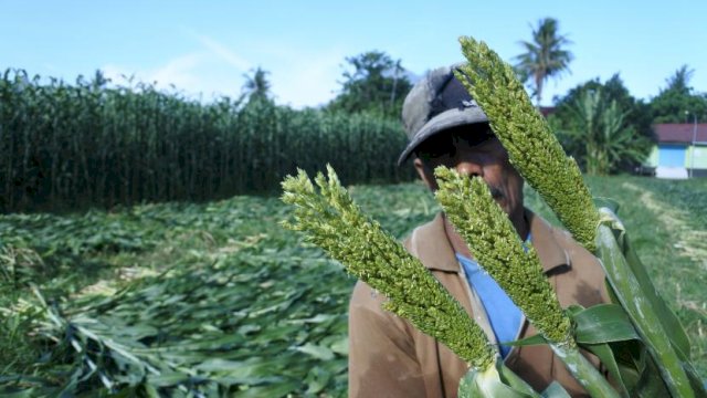 Sorgum Bisa Jadi Pengganti Impor Gandum untuk Industri Mi dan Roti