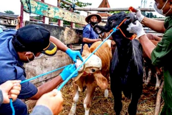 Puskeswan Maros Tetap Lakukan Pengawasan Ternak