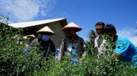 Menteri Pertanian Panen Perdana Cabai Hasil Integrated Farming Petani Milenial Lampung