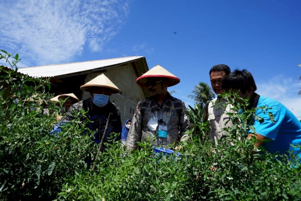 Menteri Pertanian Panen Perdana Cabai Hasil Integrated Farming Petani Milenial Lampung