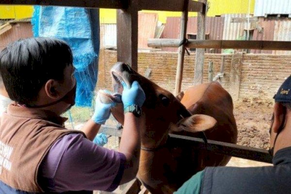 Wabah PMK Hantui Peternak di Maros, Pilih Jamu Tradisional untuk Obati Sapi 