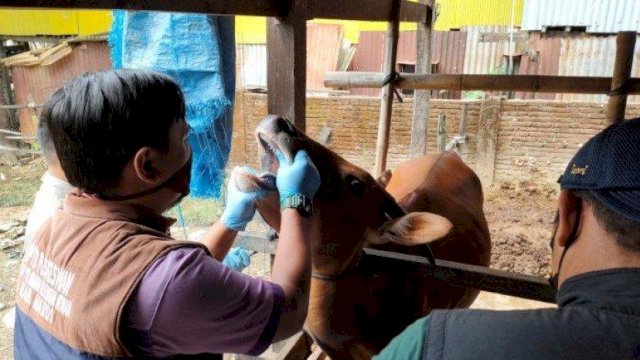 Wabah PMK Hantui Peternak di Maros, Pilih Jamu Tradisional untuk Obati Sapi 