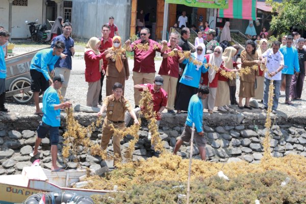 Pembudidaya Desa Muladimeng Luwu Panen Rumput Laut Percontohan Bibit Hasil Kultur Jaringan