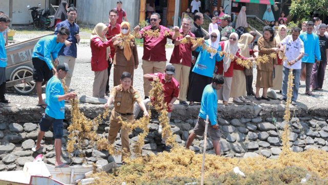 Pembudidaya Desa Muladimeng Luwu Panen Rumput Laut Percontohan Bibit Hasil Kultur Jaringan