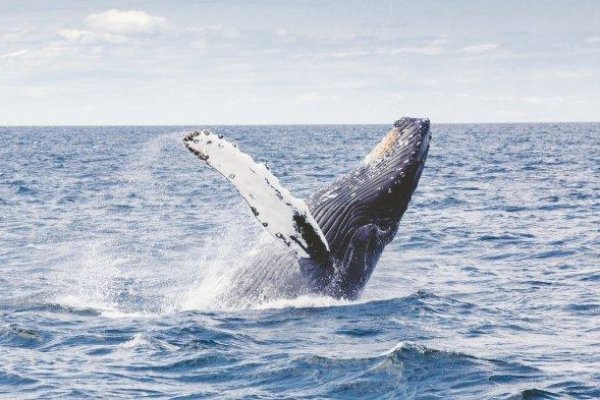 Diduga Tabrakan dengan Paus, Kapal Wisatawan Terbalik dan Tewaskan 5 Penumpang