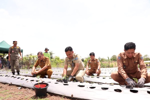 Tekan Inflasi, Ratusan Hektare Lahan Perkebunan di Bantaeng Tersentuh Bantuan Pemerintah
