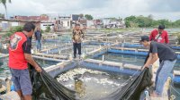 Atasi Harga Makanan Ikan Semakin Tinggi, Pembudidaya Minta Mesin Pembuat Pakan