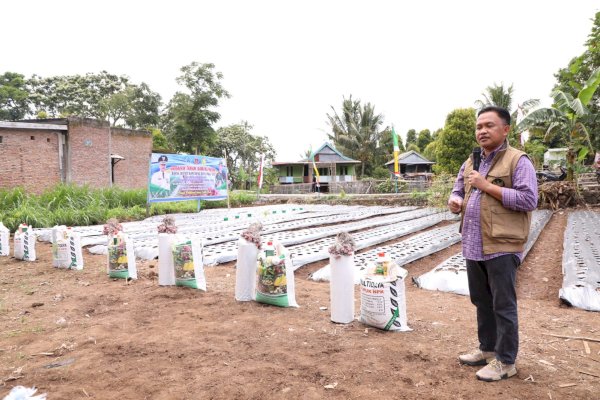 Ikut Bantu Tekan Inflasi, 40 Hektare Lahan Perkebunan Bantaeng Tersentuh Bantuan Pemerintah