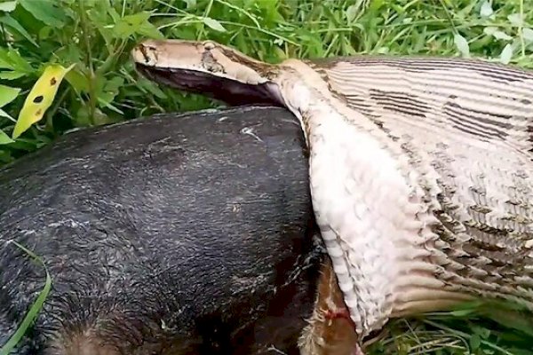 Detik-detik Ular Piton Seberat 80 Kg Ditemukan Telan Kambing Milik Warga