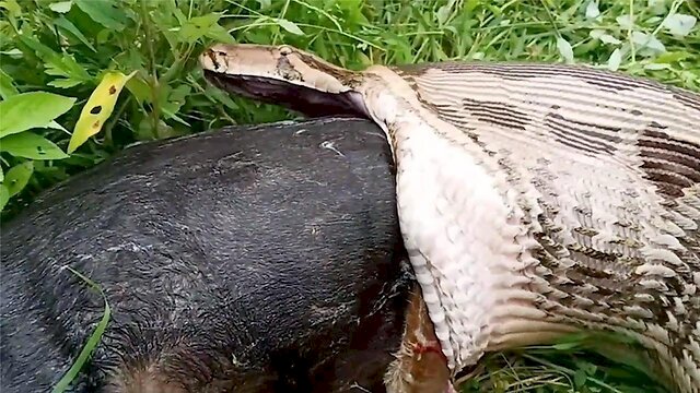 Ilustrasi Ular Piton telan Binatang buruannya.(F-INT)