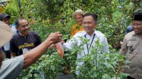 Ilham Azikin Panen Cabe di Eremerasa