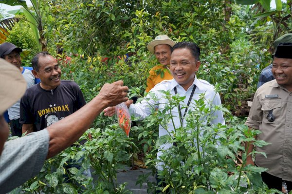 Ilham Azikin Panen Cabe di Eremerasa