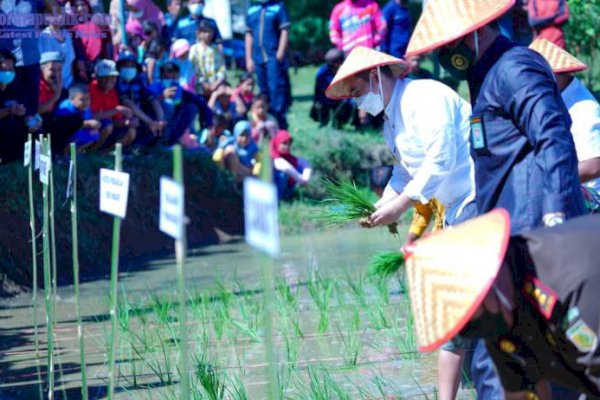16.732 Hektar Sawah di Pangkep Siap Tanam, Bupati Yusran Minta Saran Penyuluh