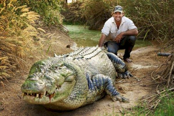 Pawang Buaya Natgeo Matt Wright Tersandung Kasus Kecelakaan Helikopter