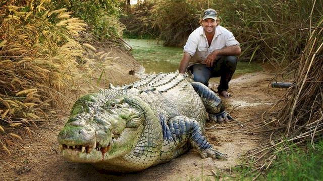 Pawang Buaya Natgeo Matt Wright Tersandung Kasus Kecelakaan Helikopter