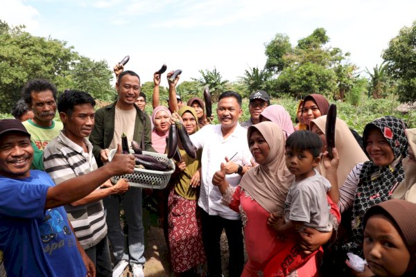 Pertanian Terong Ungu di Bantaeng Terus Berkembang