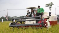 Mentan SYL Panen Padi Aplikasi Biosaka di Blitar, Produktivitas 8,9 Ton
