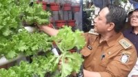 Camat Manggala Panen Tanaman Hidroponik di Longwis Pucuk Orange