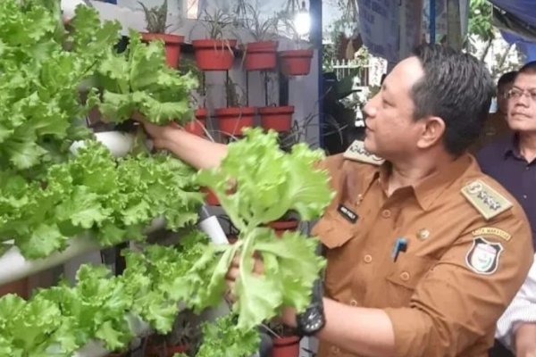 Camat Manggala Panen Tanaman Hidroponik di Longwis Pucuk Orange