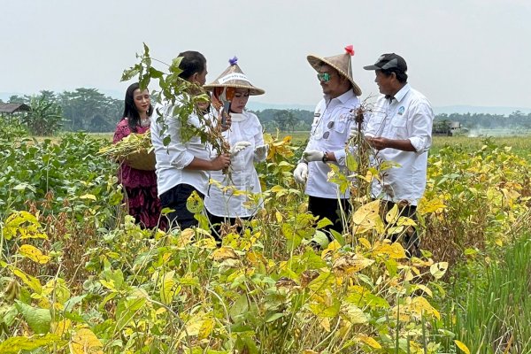 “BPS: Pertanian adalah salah satu leading sektor tumpuan ekonomi Indonesia”