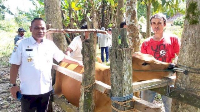 Hebat! Dispertanakbun Palopo Kembang Biakkan Sapi Lewat Sistem Inseminasi
