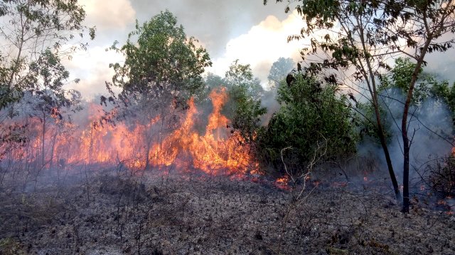 BMKG Peringatkan Pemerintah Daerah Siap Siaga Hadapi Karhutla