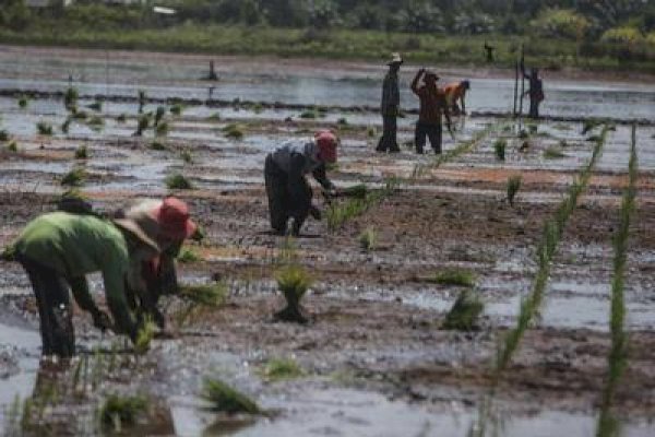 Akademisi UPR Nilai Program Food Estate Berdampak Positif Terhadap Pendidikan