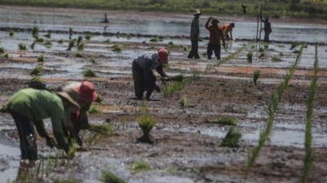 Akademisi UPR Nilai Program Food Estate Berdampak Positif Terhadap Pendidikan