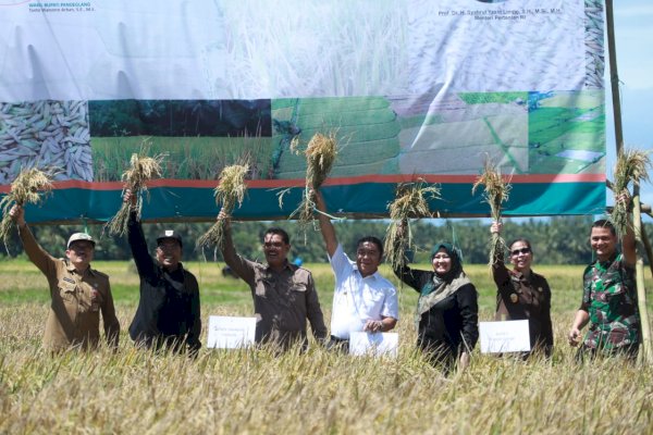 Panen Raya di Pandeglang, Kementan Dorong Banten Naik Kelas Tingkatkan Produktivitas