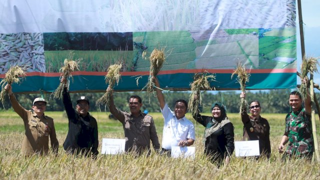 Panen Raya Padi di Area Persawahan Desa Margagiri, Kecamatan Pagelaran, Kabupaten Pandeglang.