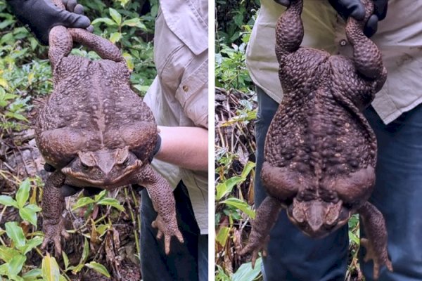 Penampakan Kodok Tebu Raksasa Seberat 2,7 Kilogram di Australia, Langsung Disuntik Mati